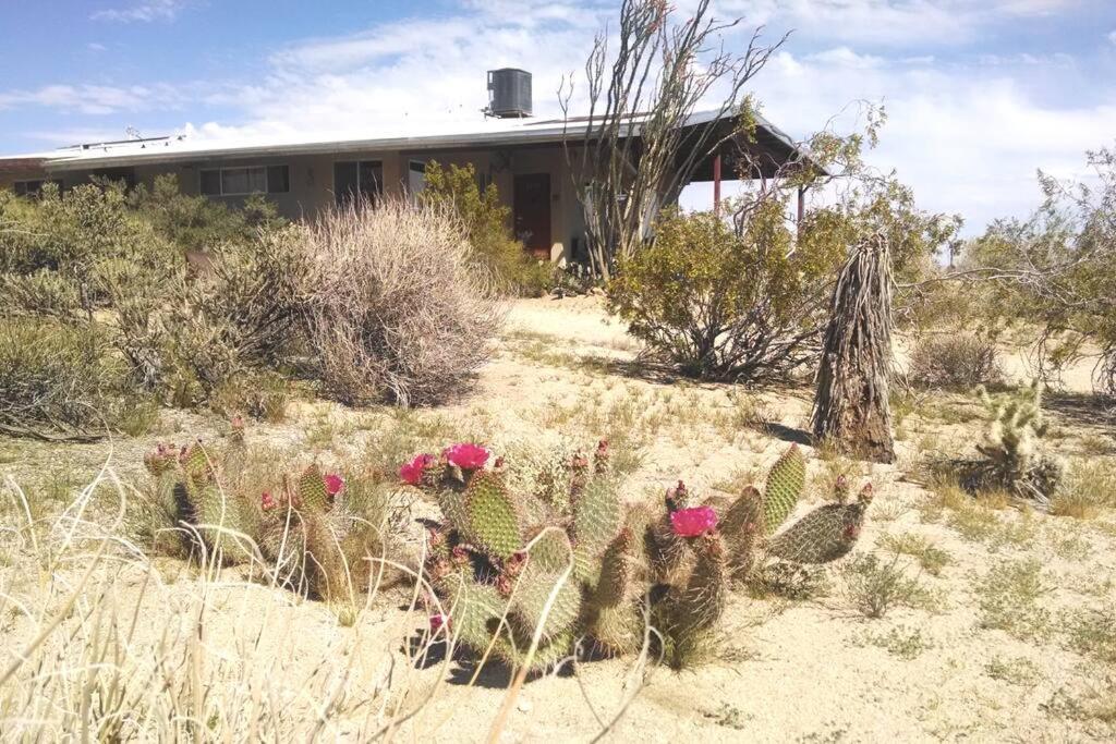Steph'S Panorama Paradise-Nat'L Park Minutes Away Joshua Tree Extérieur photo