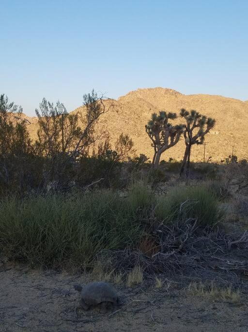 Steph'S Panorama Paradise-Nat'L Park Minutes Away Joshua Tree Extérieur photo